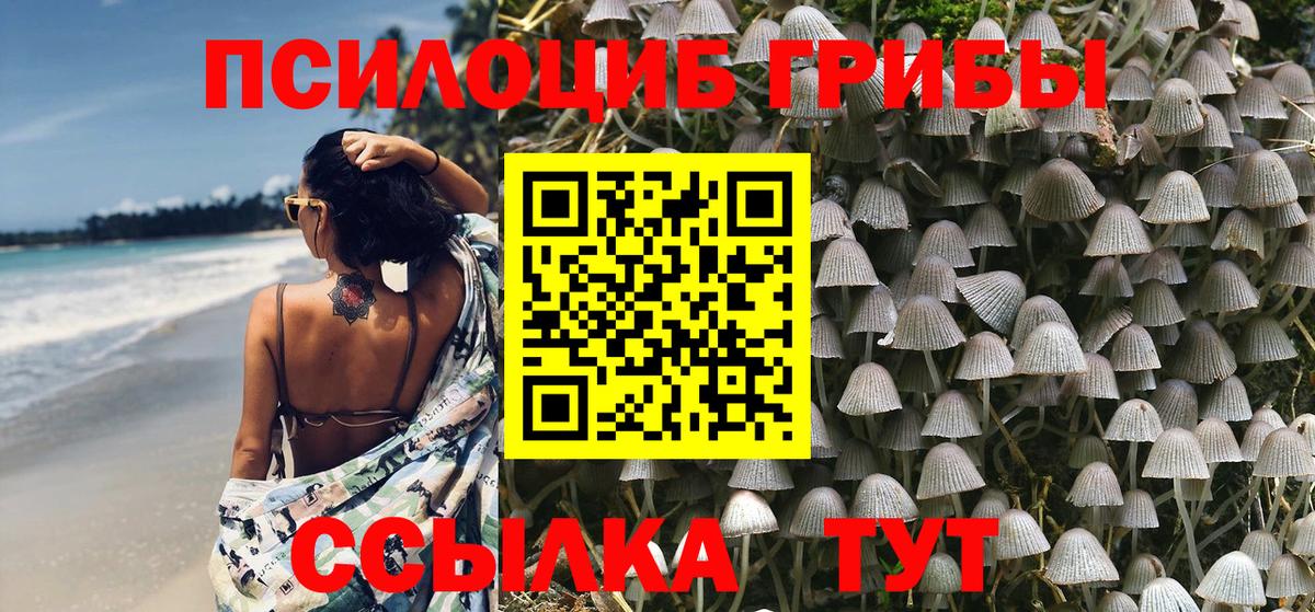 Галлюциногенные грибы Psilocybe Киселёвск