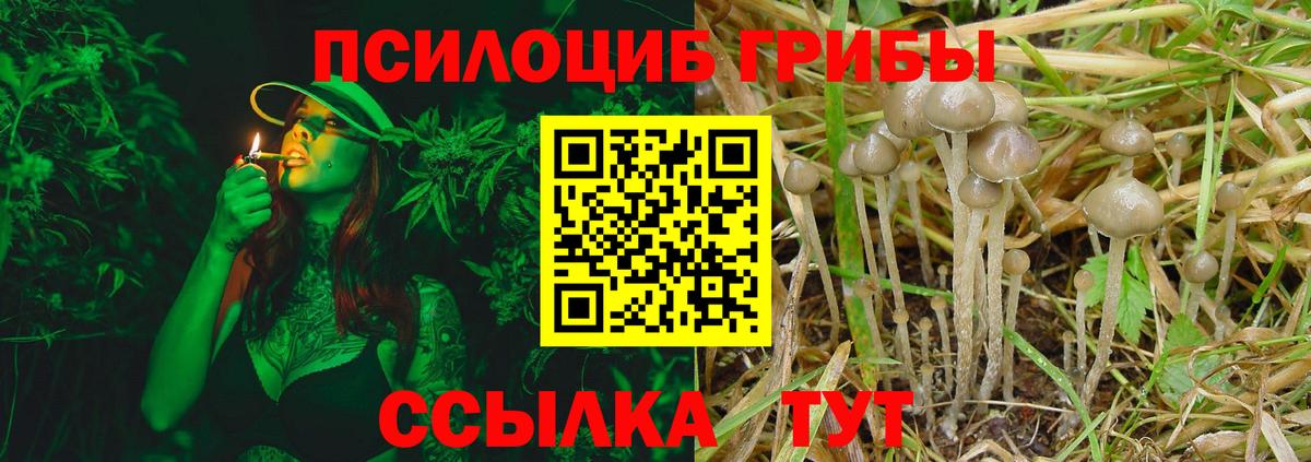 Псилоцибиновые грибы ЛСД  Вход с VPN  Псилоцибиновые грибы Cubensis  как найти закладки  Киселёвск 